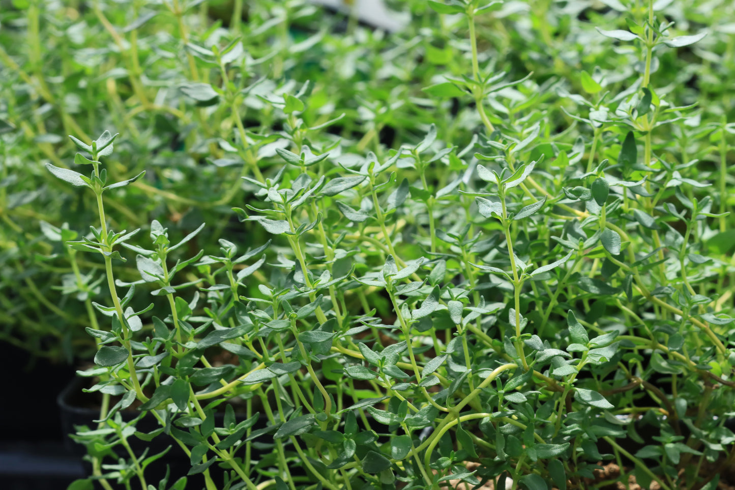 Thyme