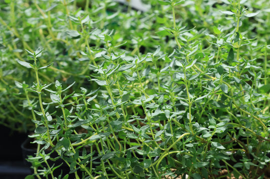 Thyme