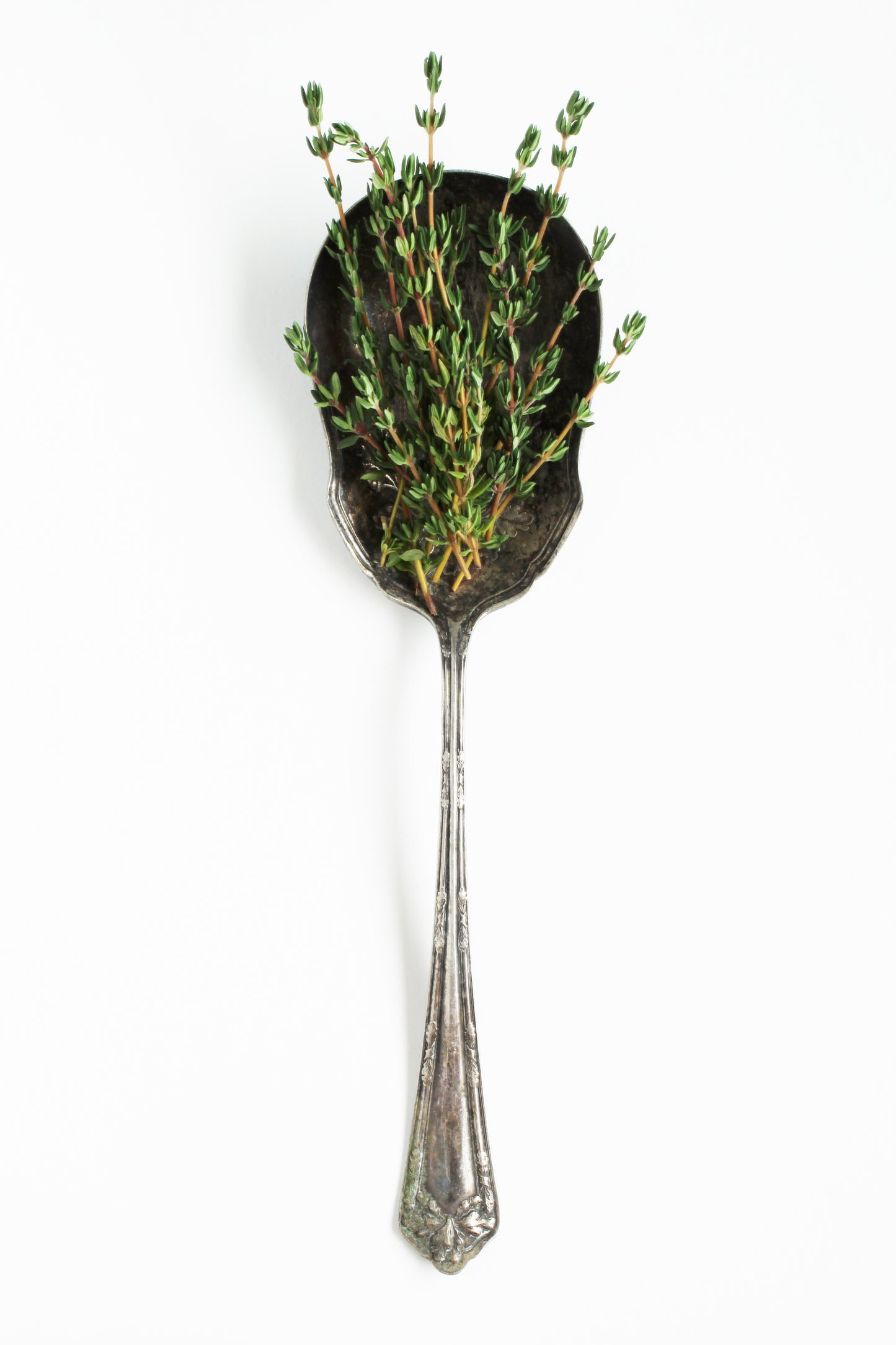 Fancy Thyme