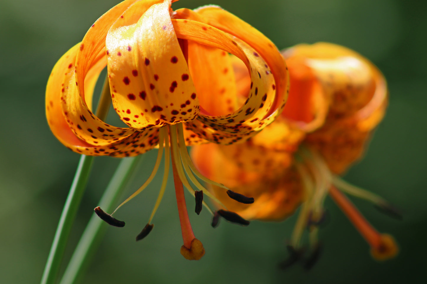 Tiger lilies
