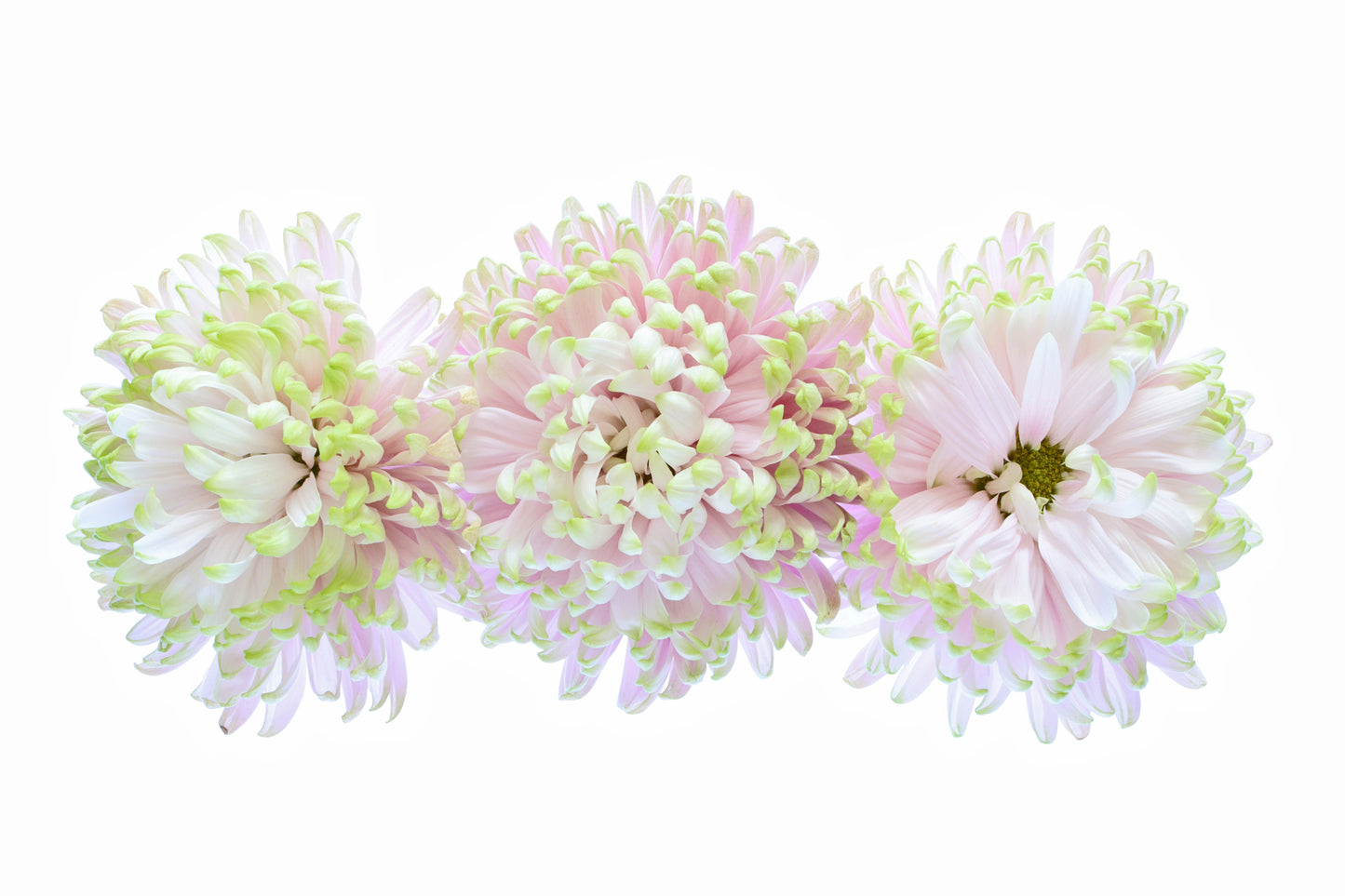 Chrysanthemums trio