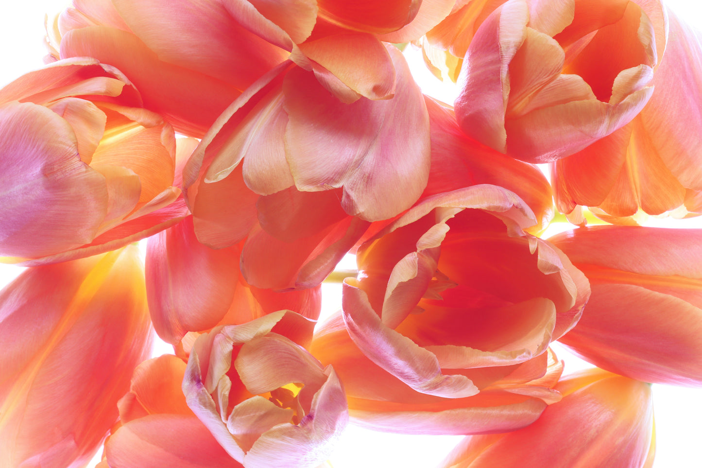 Tulips in the light