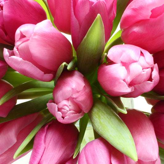 Macro tulip bouquet
