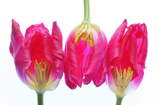 Fuchsia tulips