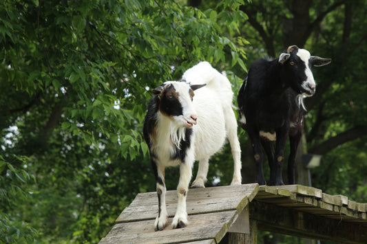Goat behavior