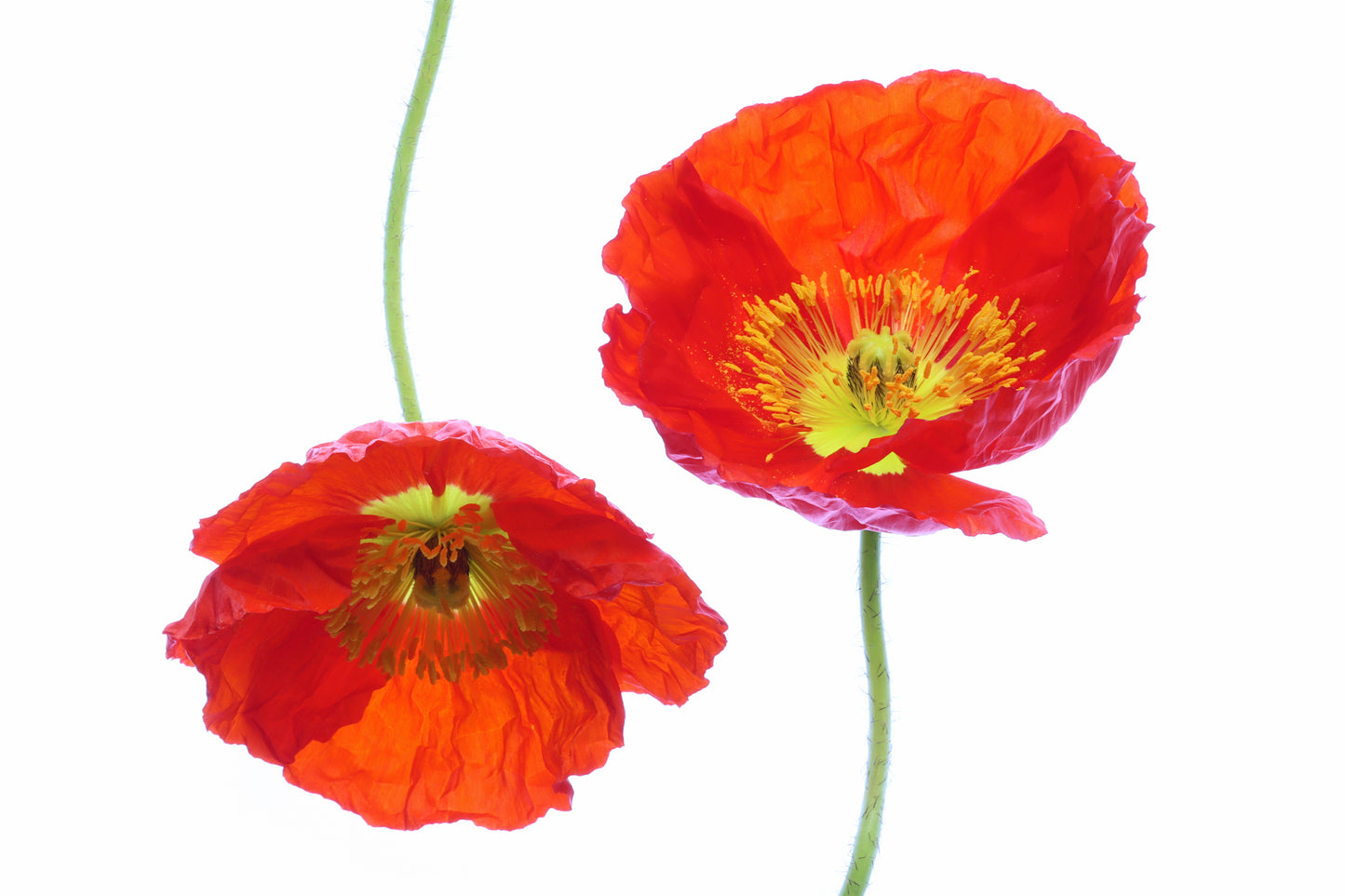 Poppies