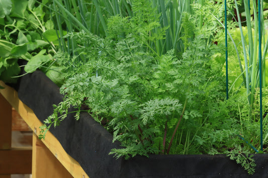 Raised vegetable garden