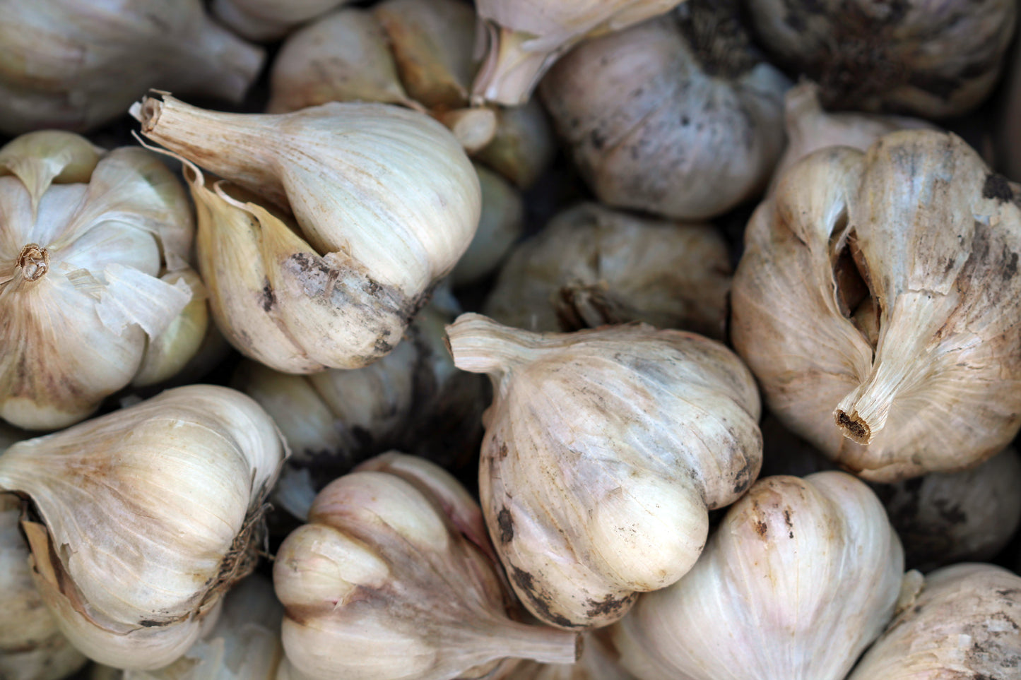 Garlic background