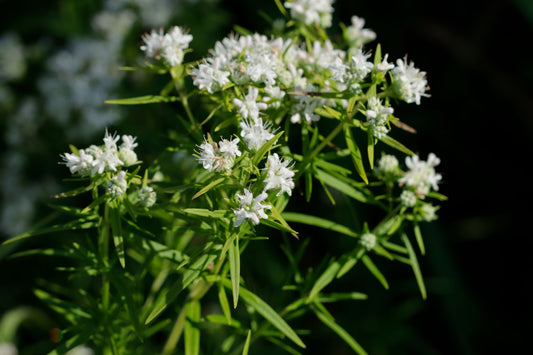 Virginia Mountain Mint