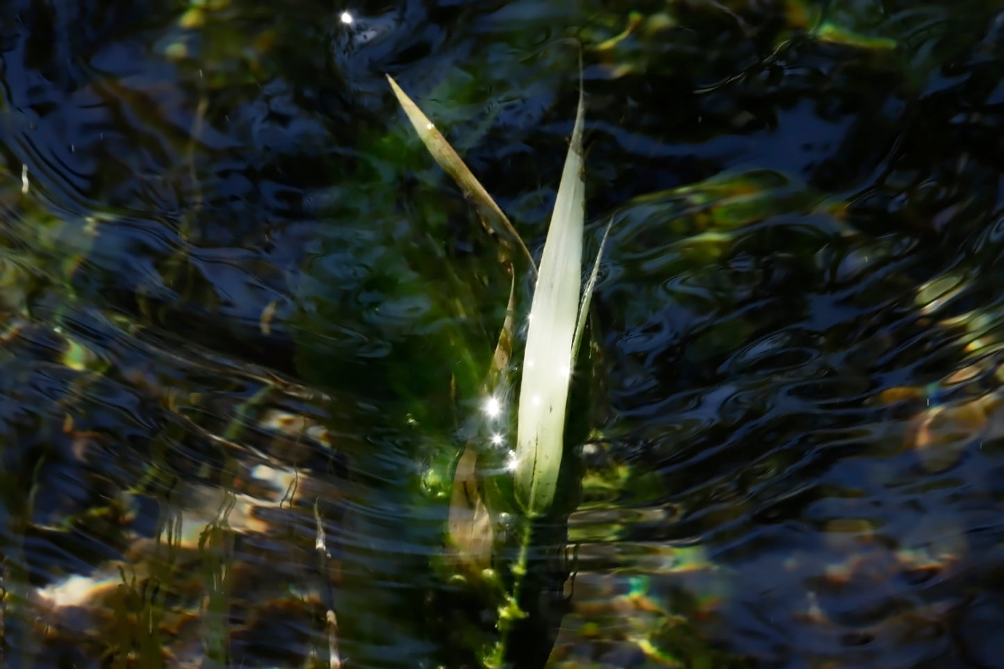 American Eelgrass