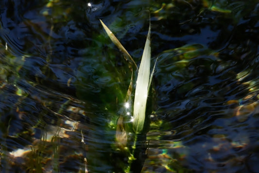 American Eelgrass