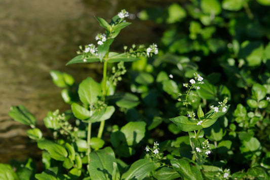 Water speedwell
