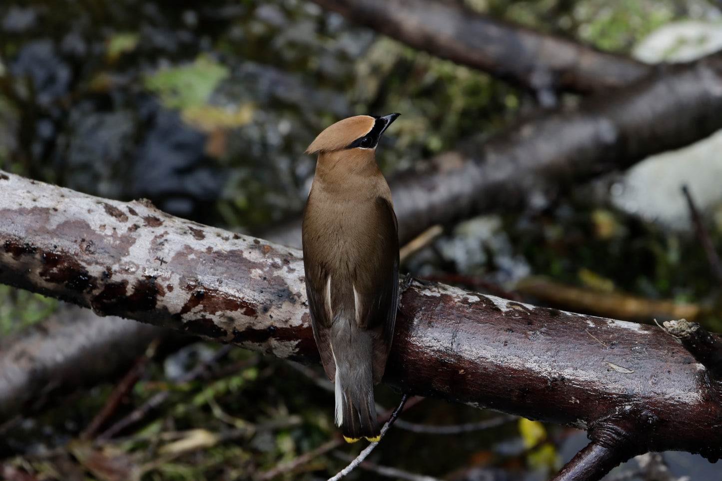 Cedar waxwing perch