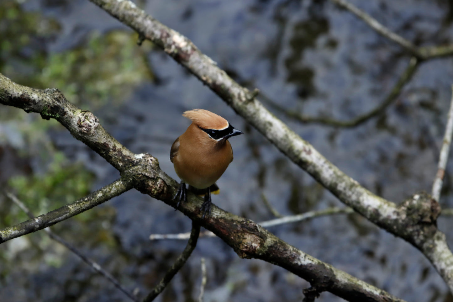 Cedar Waxwing
