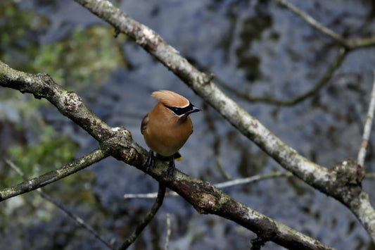 Cedar Waxwing