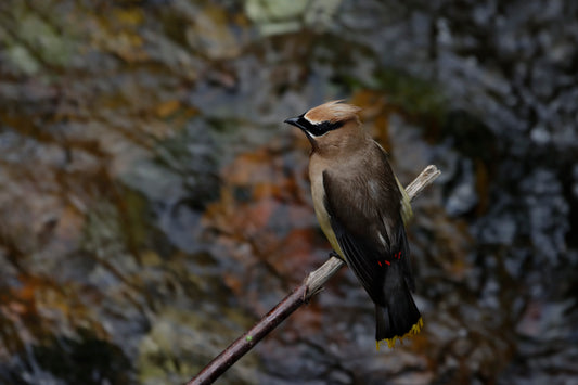Cedar waxwing