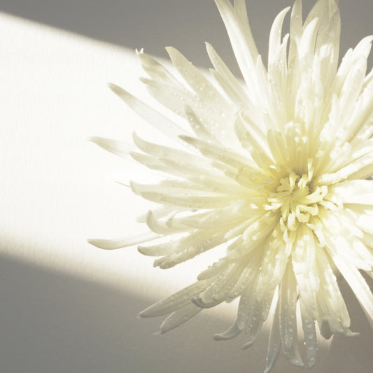 Chrysanthemum in the light