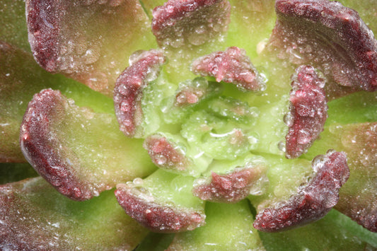 Succulent