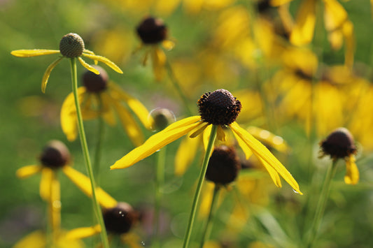Yellow coneflower meadow