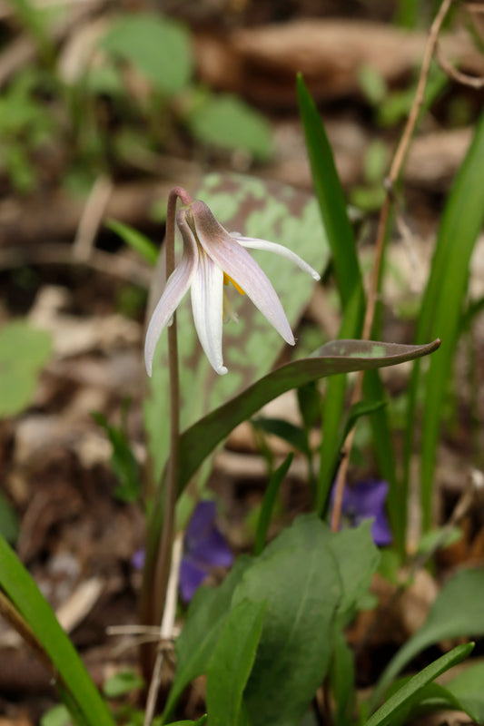 Whitefawn lily
