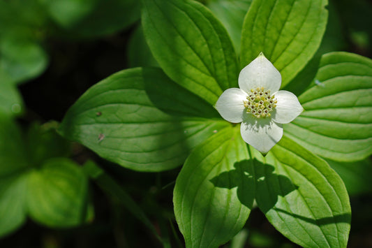 Bunchberry dogwood
