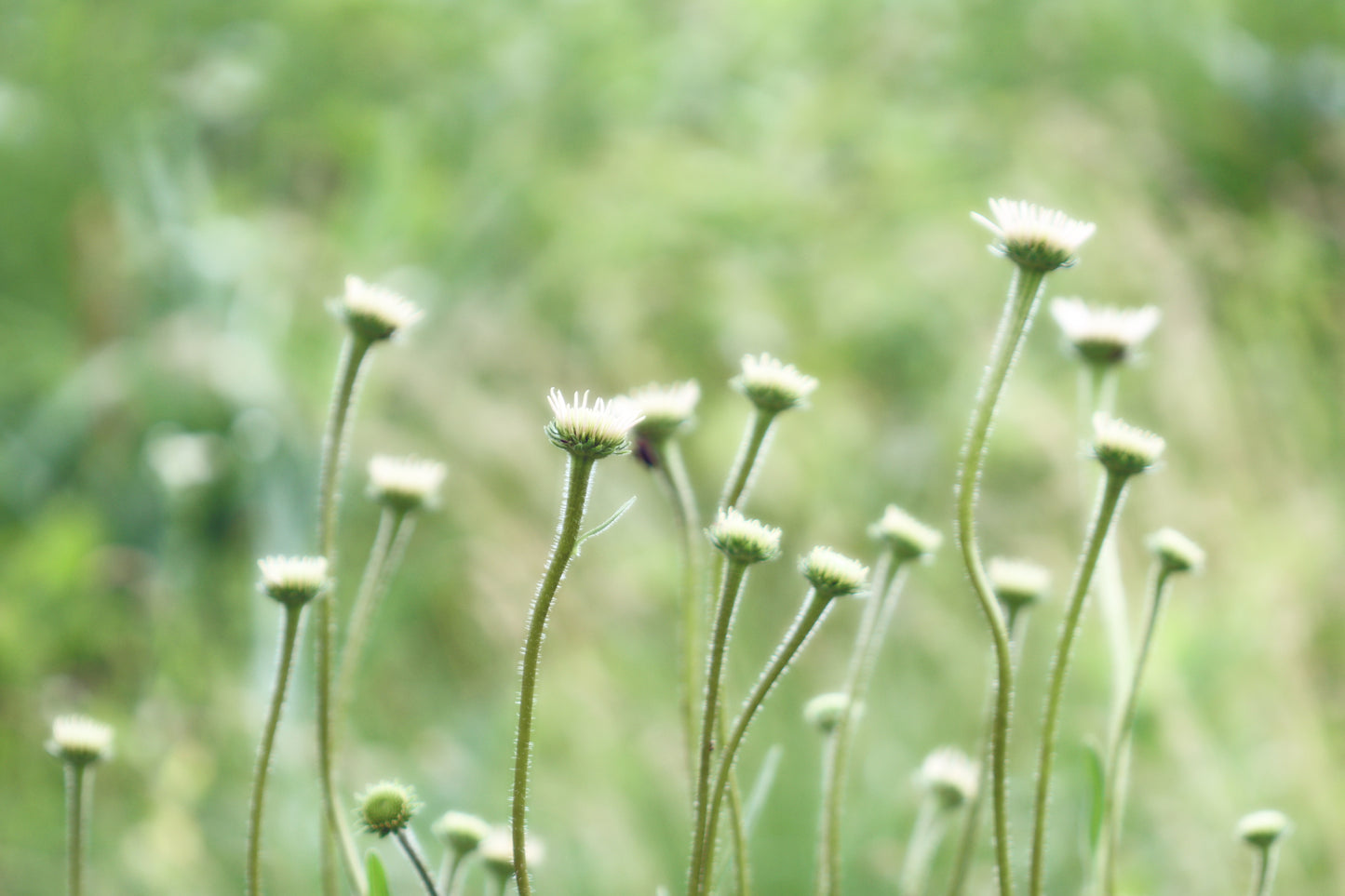 Echinacea buds