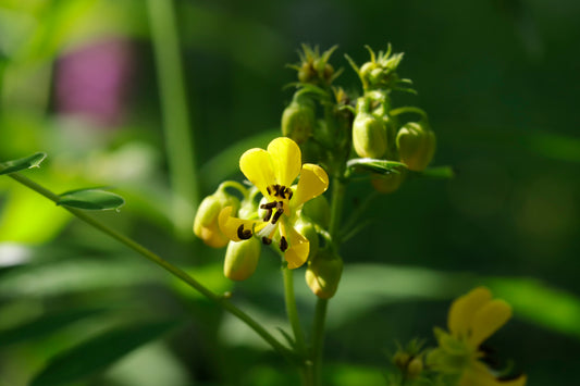 Wild Senna