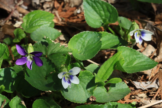 Wild violets