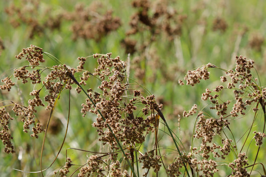 Woolgrass
