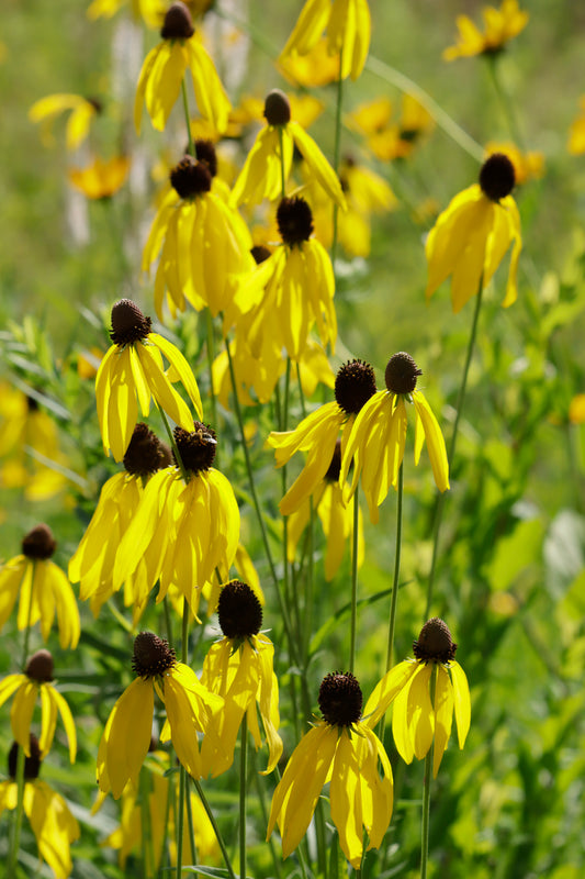 Yellow coneflowers