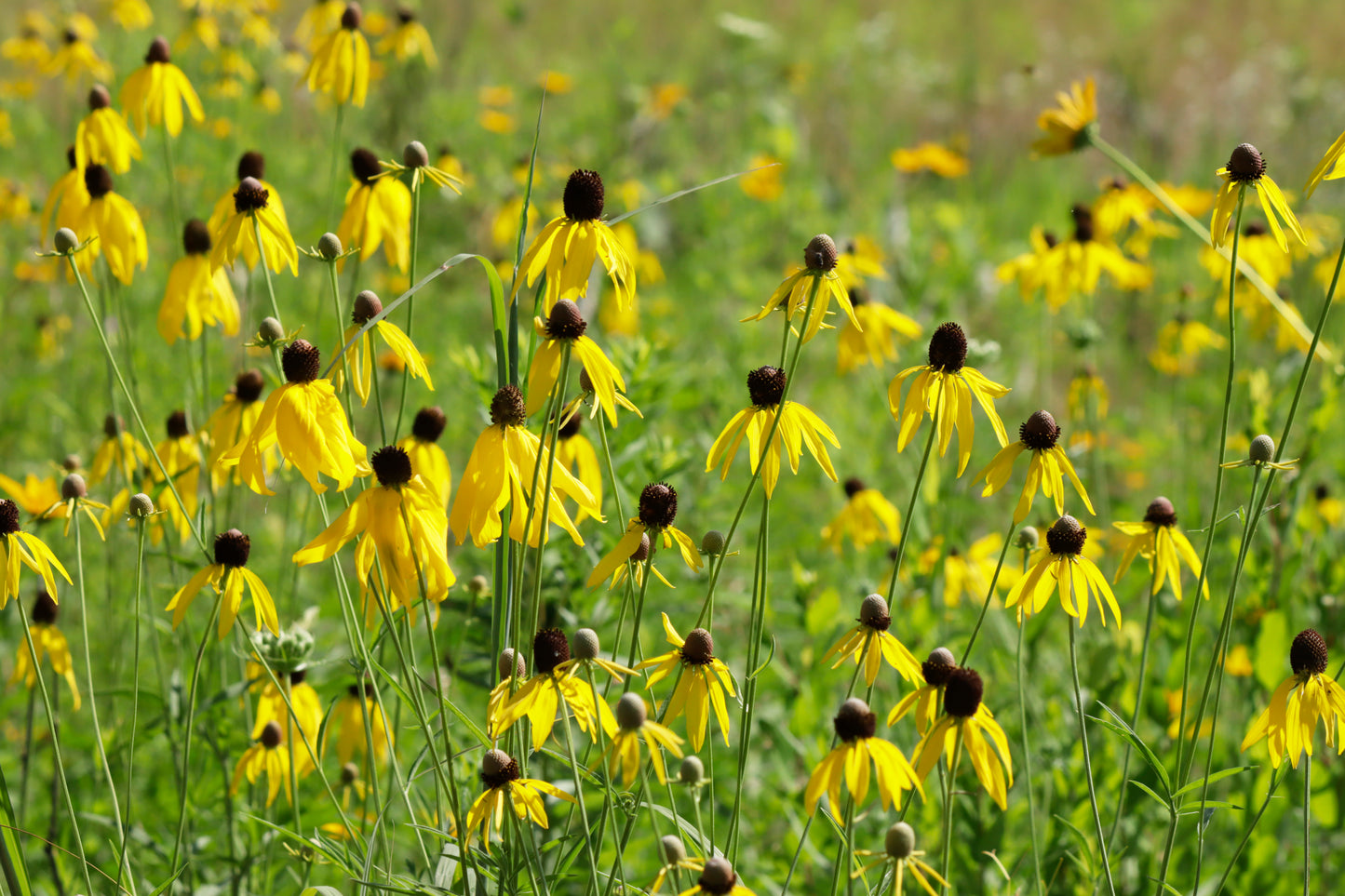 Yellow coneflower meadow