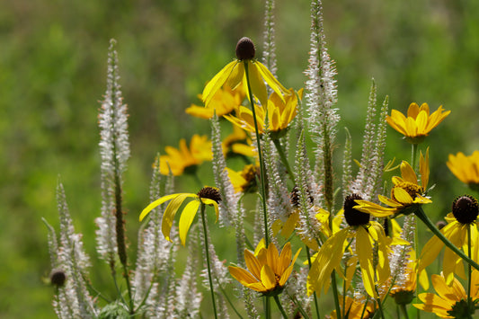 Golden Meadow