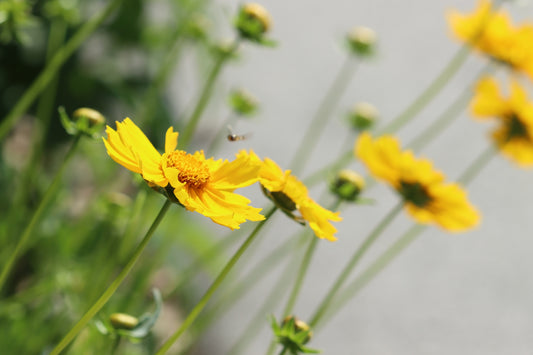 Lance-leaved coreopsis