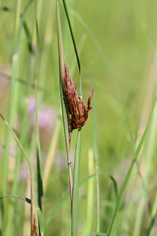 Yellow Indian Grass