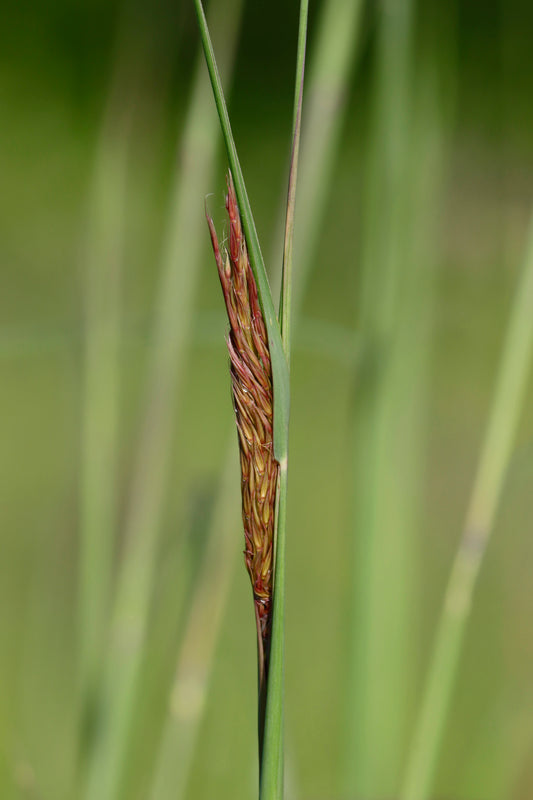 Yellow Indian Grass