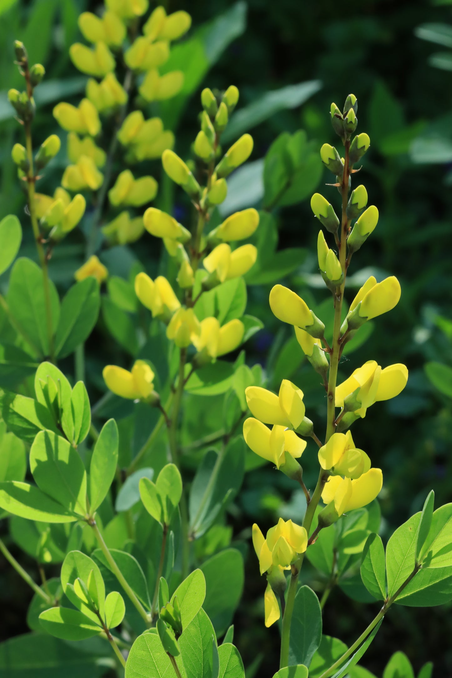 Yellow wild indigo plants