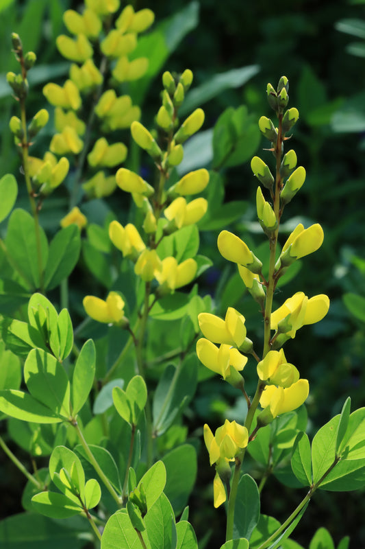Yellow wild indigo plants