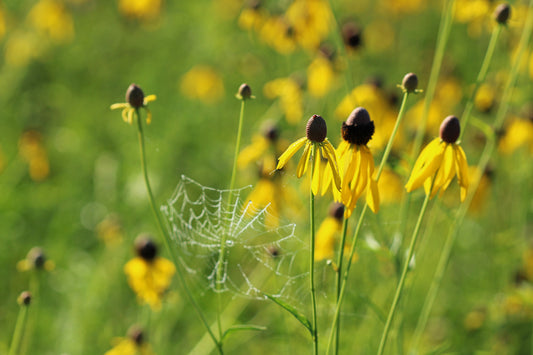 Yellow coneflower meadow