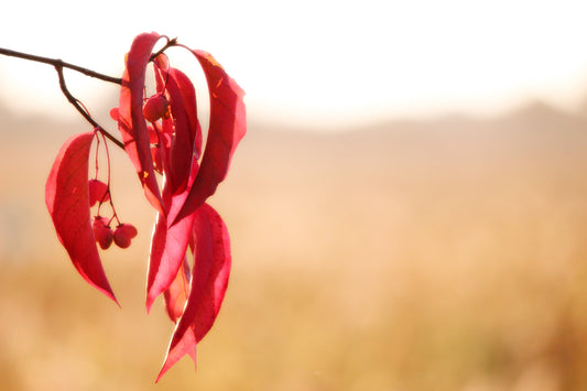 Ruby feathers