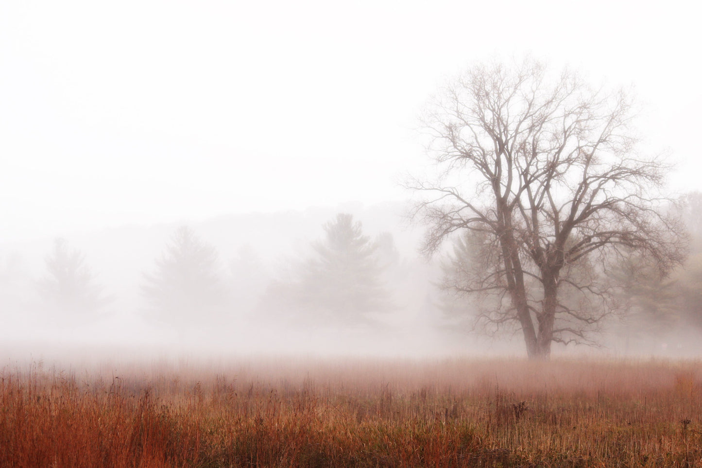 Oak in autumn meadow