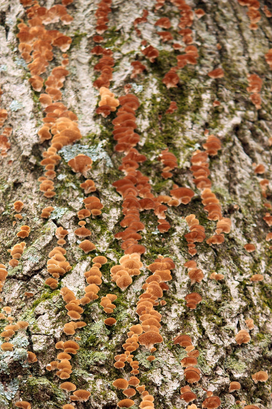 Autumn brackets on tree trunk