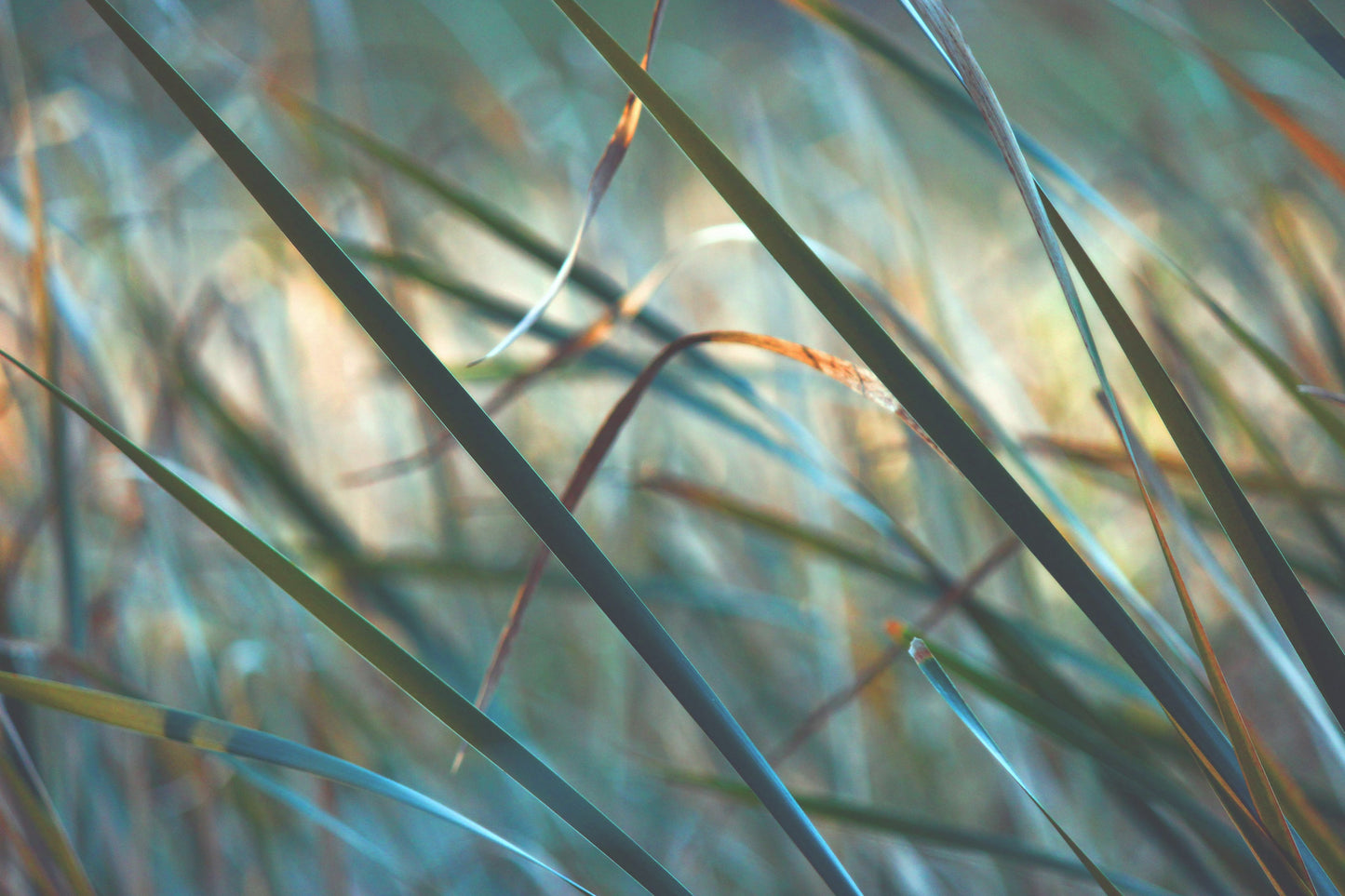 Broadleaved cattail shade of blue