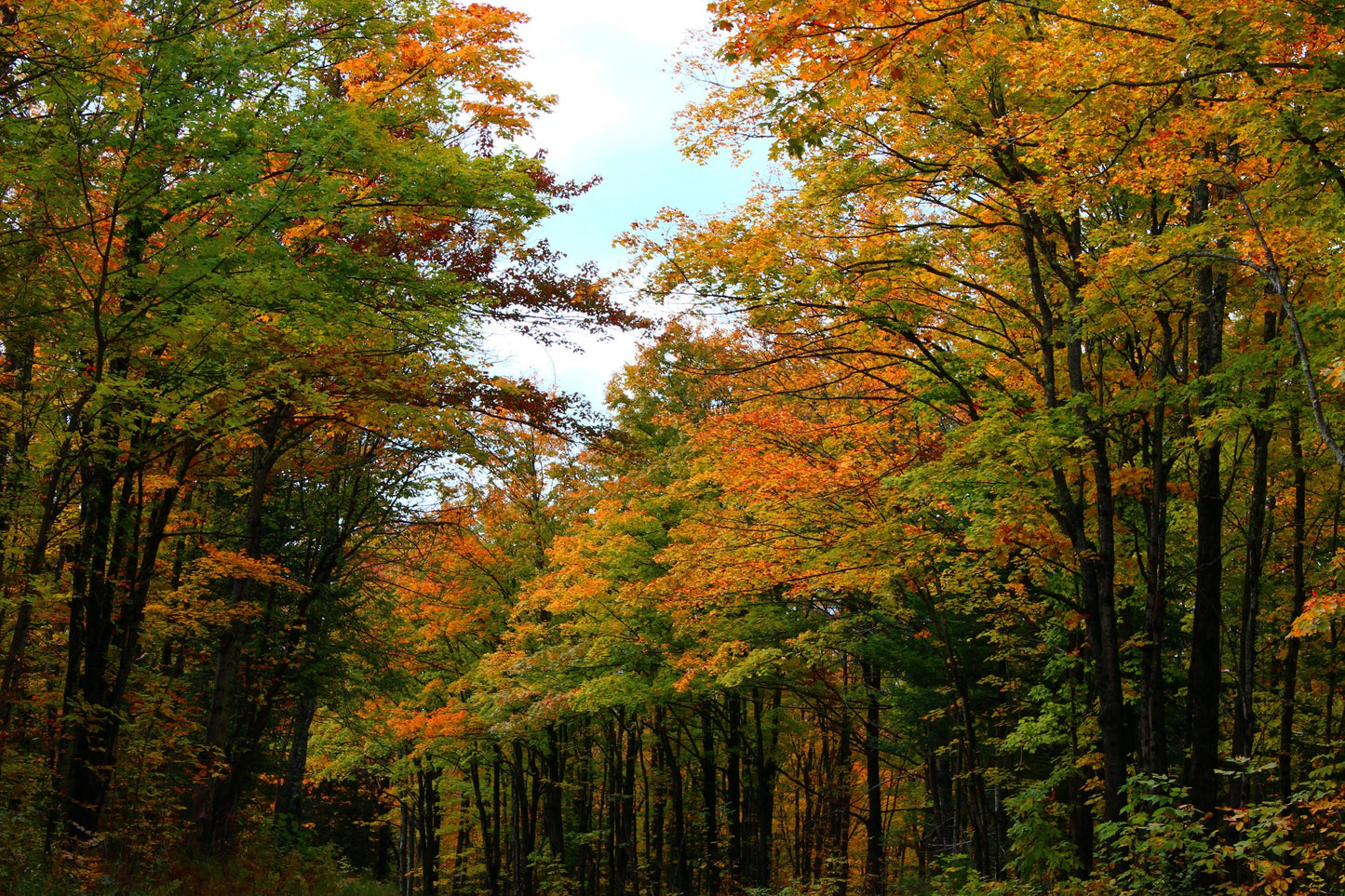 Chequamegon-Nicolet National Forest