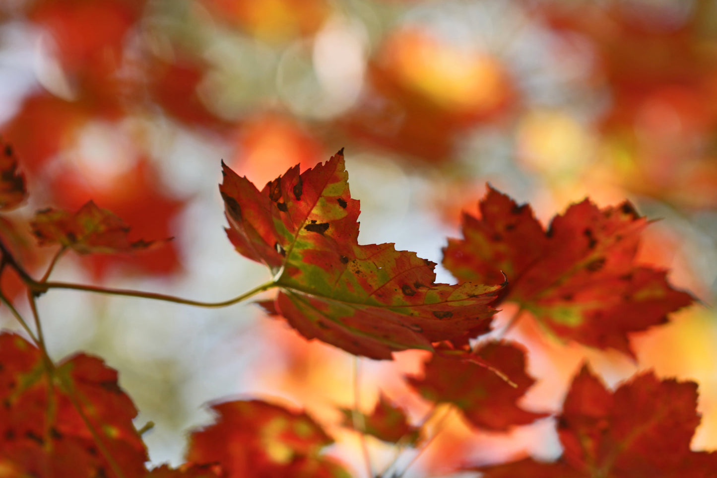 Bokeh maple leaves in autumn