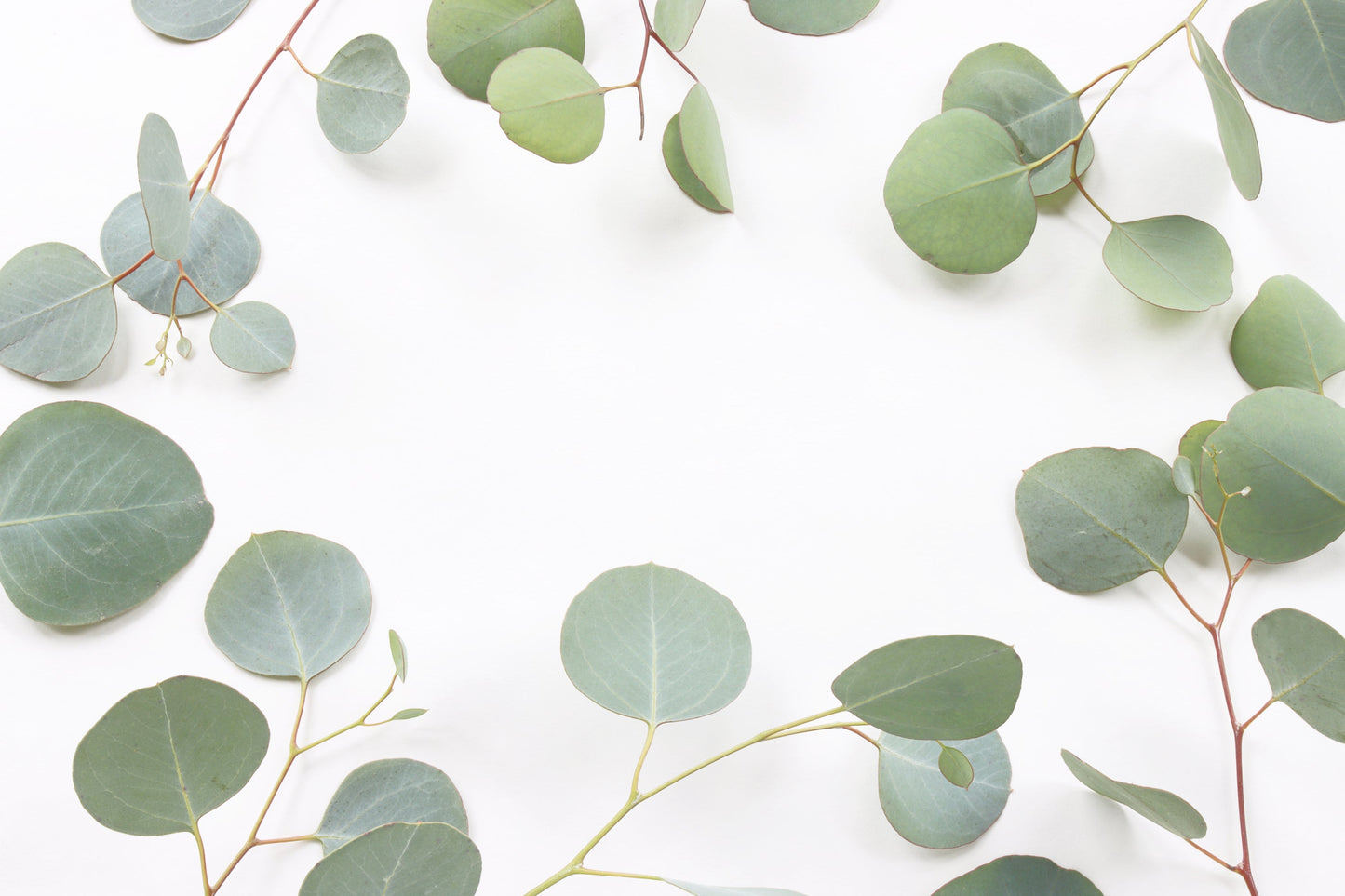 Eucalyptus frame/background