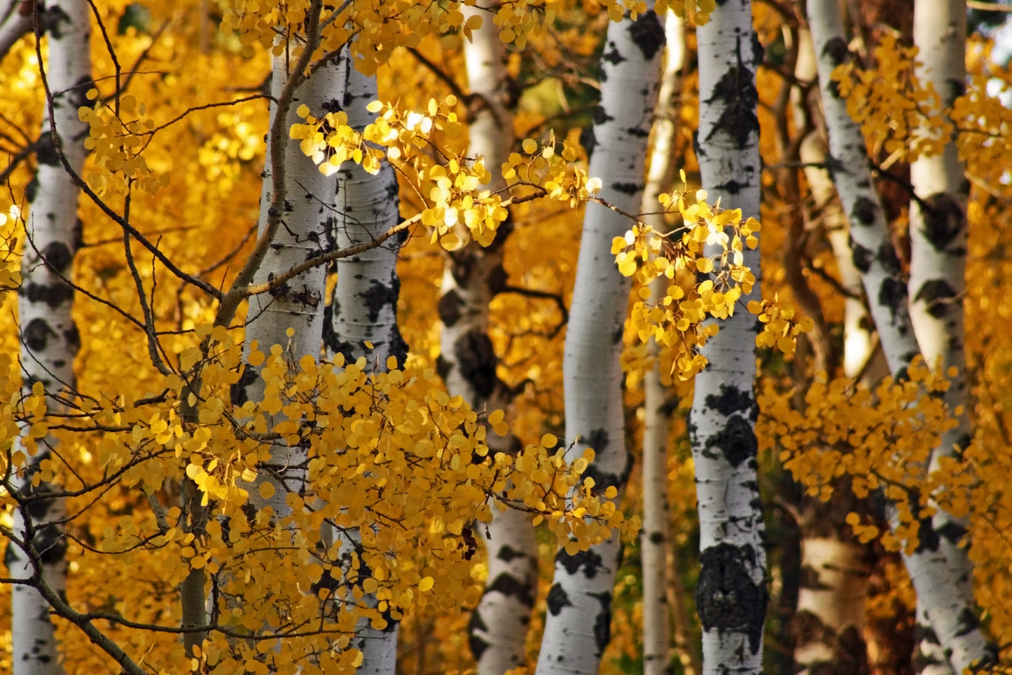 Aspens in Autumn South Dakota
