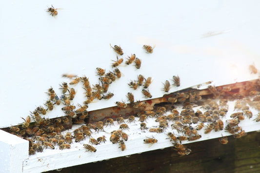 “From Bees to Bouquets: A Day in the Life of a Brand Photographer at Edn Farms”