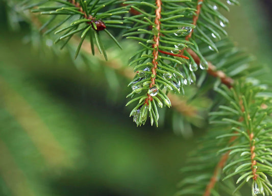 A wet, spring weekend in the woods. Preparing for the year ahead with Arts in Medicine images