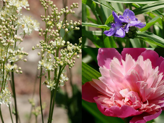Garden Days, Dog Antics, and the War on Weeds: A Glimpse Into June at Home