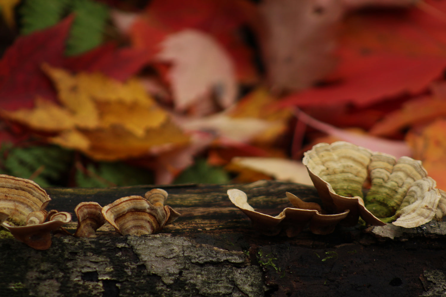 Wisconsin Mycology, Fungus and Lichens